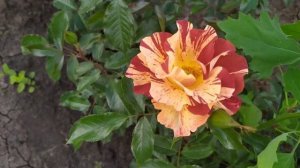 САММЕР ЛОДЖ (Summer Lodge), Orard Франция, 2006 г. Шрабы (Modern Shrub)