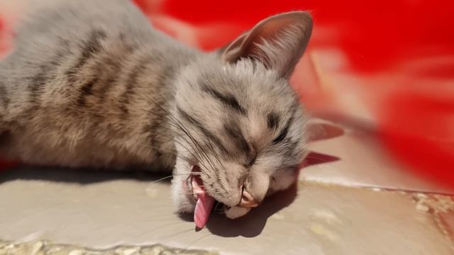 CatNap попал под машину! Poppy Playtime!!!