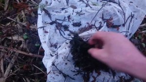 Ручейник (шитик). Как искать. Одна из лучших насадок для рыбалки