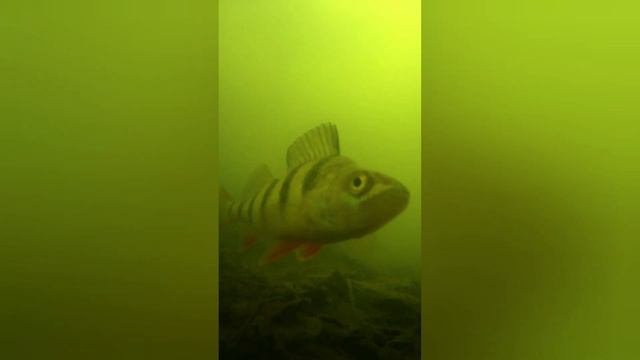 Кто живёт в нашей речке. смотреть онлайн