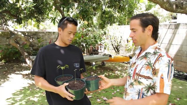 Michael Arnstein, My Move To Hawaii & Planting Fruit Trees