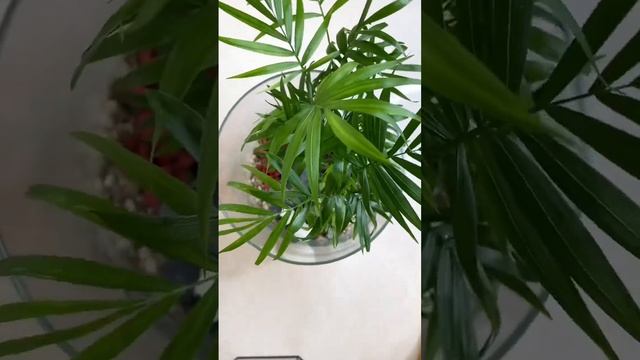 #handmade #plants #растения #флорариум #флористика #творчество #панды #спб #фиттония #хамедорея #фл смотреть онлайн