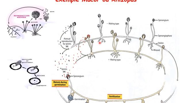 TD zygomycètes 2 (suite) смотреть онлайн