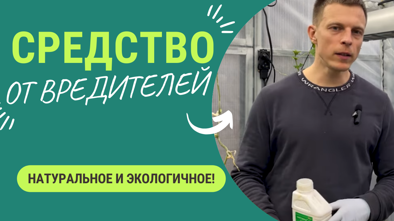 Супер средство. Натуральное. Спасет от тли, паутинного клеща, колорадского жука! смотреть онлайн