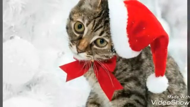 Я разговаривают с кошкой?! Язык кошек смотреть онлайн