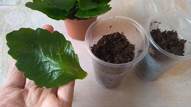 Размножение Каланхоэ листом. смотреть онлайн