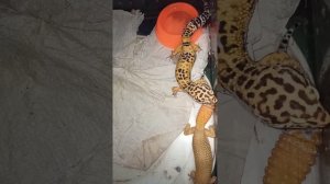 Спаривание эублефаров. От начала до конца!