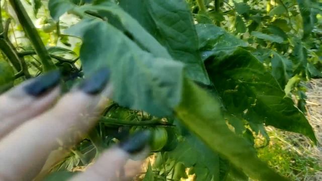 Первый обзор томатов из маленькой теплицы . смотреть онлайн