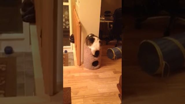 Whack-a-bunny: Games cats play смотреть онлайн