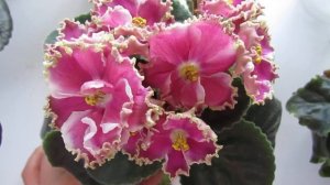 Фиалки На Окне ? Цветение Фиалок