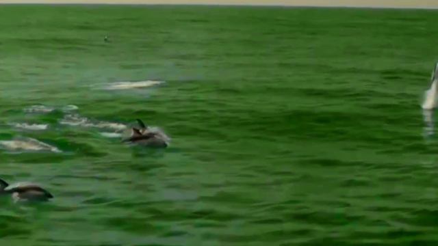 Клип(Все дельфины в ураган)