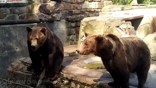 Бурый медведь - Калининградский зоопарк. Kaliningrad Zoo - Brown bear. смотреть онлайн