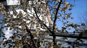 Весенняя  подкормка ВИШНИ,СЛИВЫ,АБРИКОСА,ПЕРСИКА-залог хорошего УРОЖАЯ (ЕЖЕГОДНО)