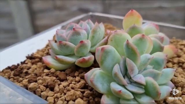 Echeveria Suryeon смотреть онлайн