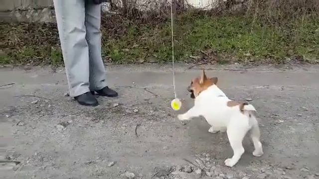 Барс на охоте! смотреть онлайн