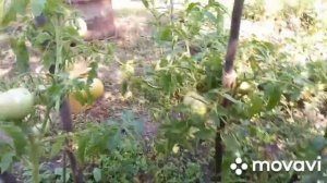 Помидоры сорт ДУБРАВА, вкусные, крупные плоды, обильный урожай.   2 августа 2021 г.