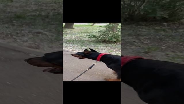 Прогулки собак и агрессия