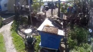 Горбатый расплод - варианты исправления семьи.