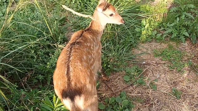 20.08.23. Олли, Айк и чета Морозовых!)))