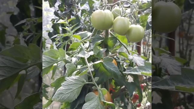 Томат Интуиция f1 смотреть онлайн