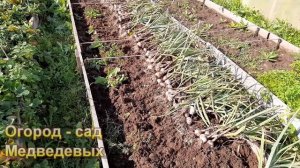 Яровой чеснок - особенности выращивания