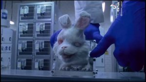 Кролик Ральф, Спасти Ральфа, Save Ralph