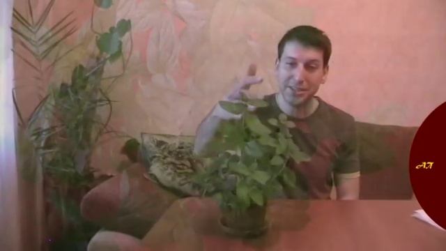 пряности на подоконнике - Ароматная мята в квартире | Артём Панарин #мята #комнатныерастения #дом смотреть онлайн