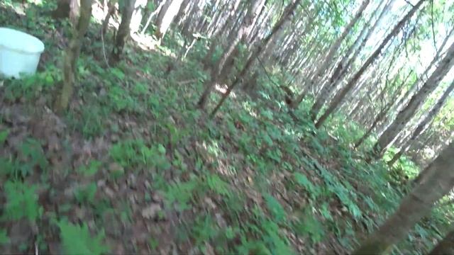 Грибалка вместо рыбалки. Белые, красноголовики и обабки. Первые грибы в этом сезоне. смотреть онлайн