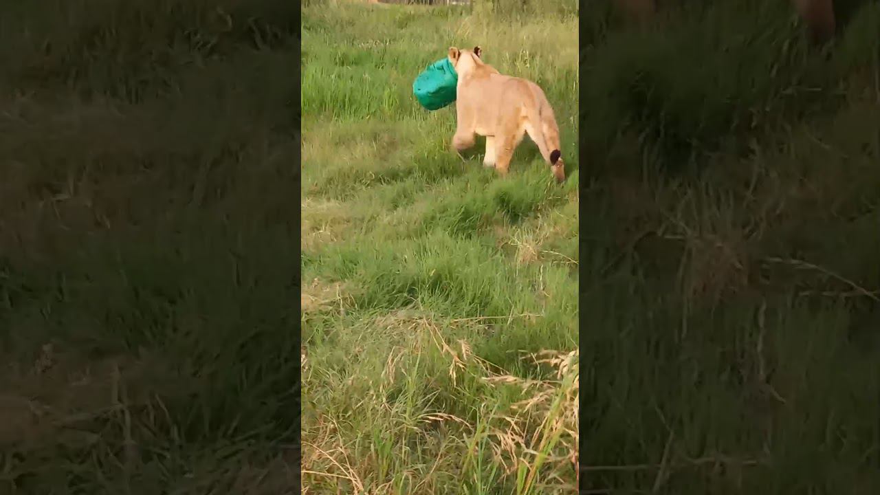 Масочный режим у льва. Lions' way to wear a mask смотреть онлайн