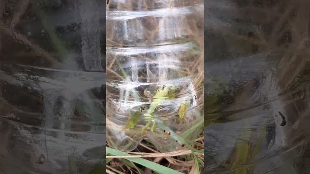 Спасение птицу козодой / собираю все живое насекомые чтобы спасти птицу смотреть онлайн