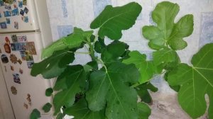 Часть 4 .КАК УХАЖИВАТЬ ЗА КОМНАТНЫМ  ИНЖИРОМ В ЗИМНИЙ И ВЕСЕННИЙ ПЕРИОД .