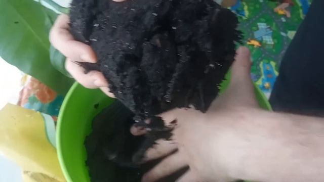 Наше манго, выращенное из косточки смотреть онлайн