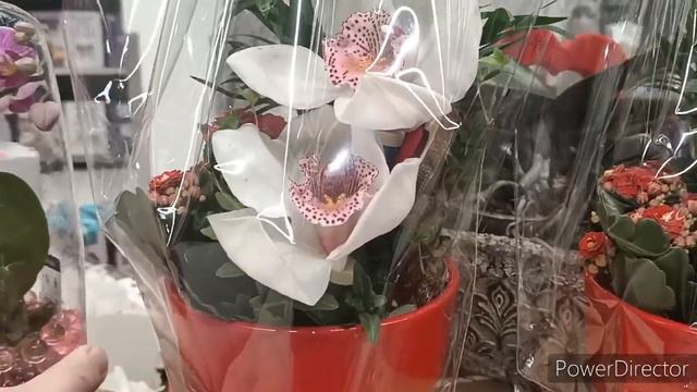 #ОРХИДЕИ?: День Св.Валентина в сердце ?,дома ? и в Carrefoure!?? смотреть онлайн