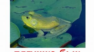 Животные земноводные