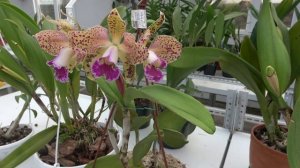 Цветение ДЕКАБРЬ 2020. Blc Durigan , Blc. Waianae leopard x  Cattleya guttata