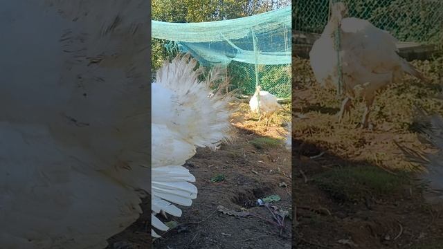 гордый индюк ?