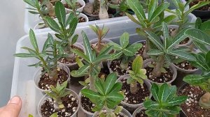 Полив адениумов. Мой опыт.