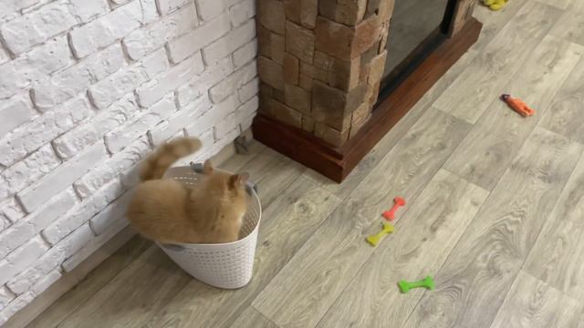 Кошачьи игры 🙀#cat #funnyvideos #animals #подпишись #популярное #животные #выходные смотреть онлайн