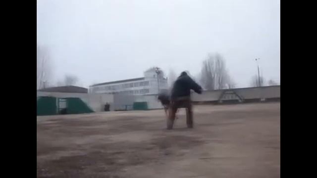 Щенок Немецкой Овчарки, 6 месяцев, атакует в ногу. Working German Shepherd. Puppy. Protection. смотреть онлайн