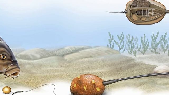 10 секретов поимки крупного карпа! смотреть онлайн