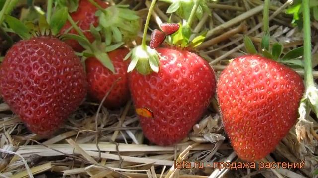 Земляника садовая Флоренс (fragaria ananassa florens) ? обзор: как сажать, рассада земляники Флорен смотреть онлайн