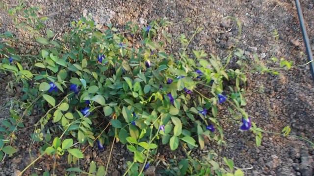 видео анчан 1 смотреть онлайн