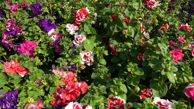 Серии петунии махровой крупноцветковой. Цветение махровой петунии: обзор расцветок.