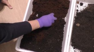 Грунт для укорененных черенков винограда. Важные моменты!!