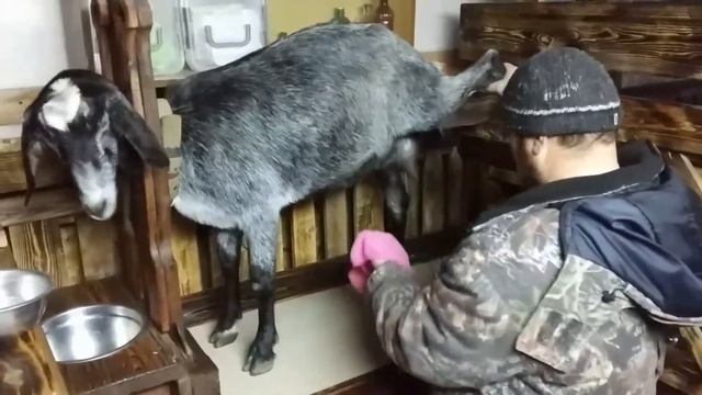 Доильный станок для коз. Обзор. смотреть онлайн