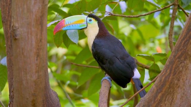 Расслабляющая музыка помогает вылечить стресс, тревогу и депрессивные состояния, исцеляя разум. #34 смотреть онлайн