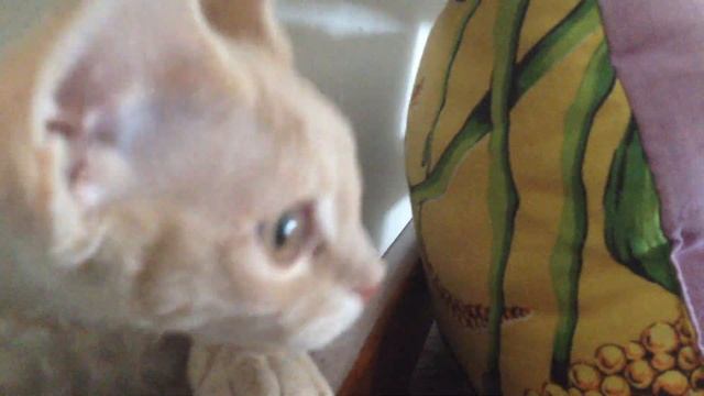 Кошка породы ДЕВОН-РЕКС сходит с ума )) смотреть онлайн