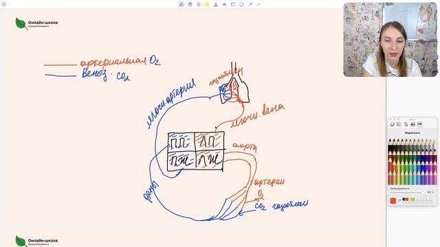 Круги кровообращения