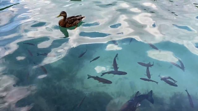 Хорватия. Море и города Истрии. Ровинь. Пореч. Пула. Остров Корчула и Плитвицкие озёра. смотреть онлайн