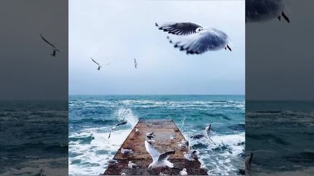 Toha Surasi / Тоха сураси